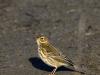 pipit farlouse